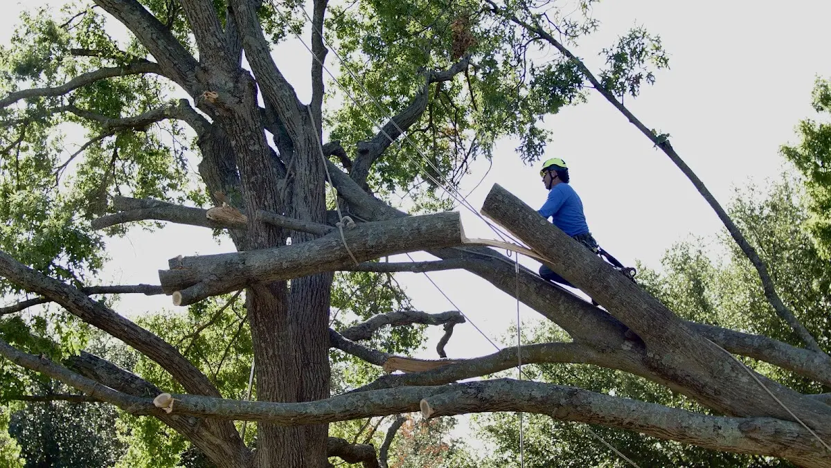 Professional Crown Thinning performed by certified arborists in Grand Island